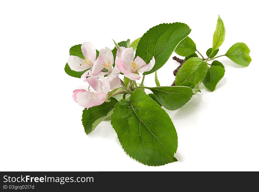 Branch of a flowering apple tree isolated on white background