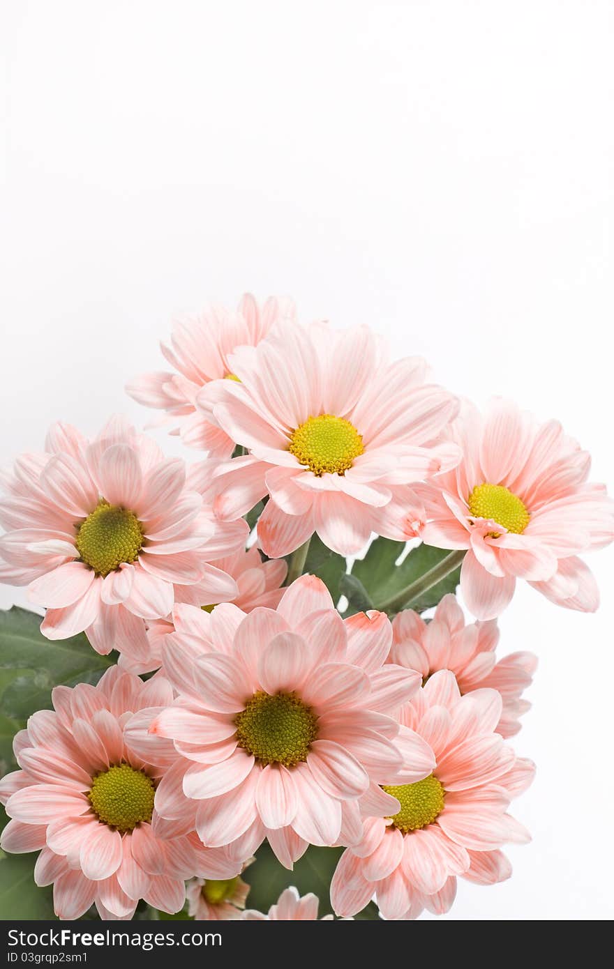 Daisies flowers on white background.