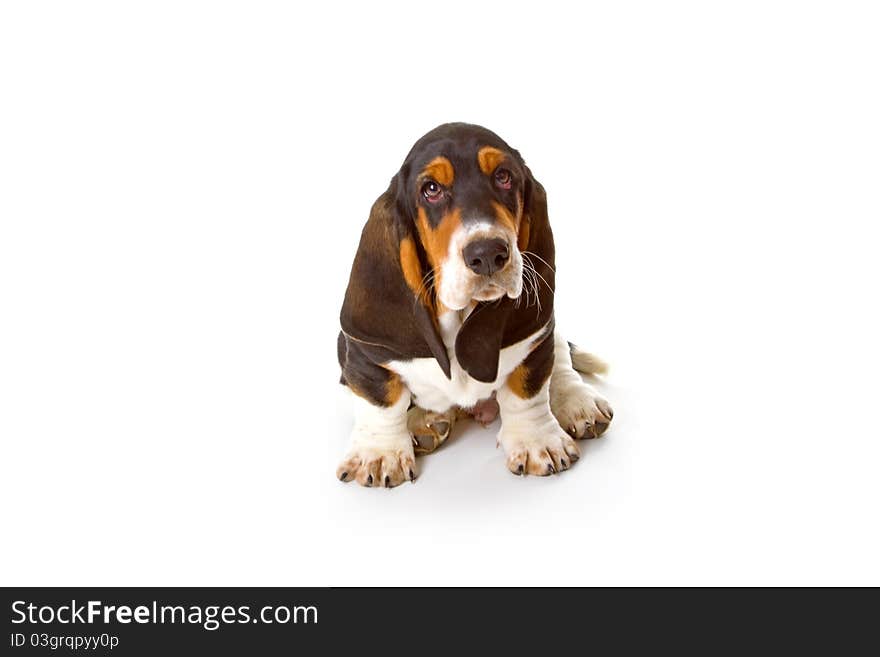 Cute basset puppy on white background - studio shot.