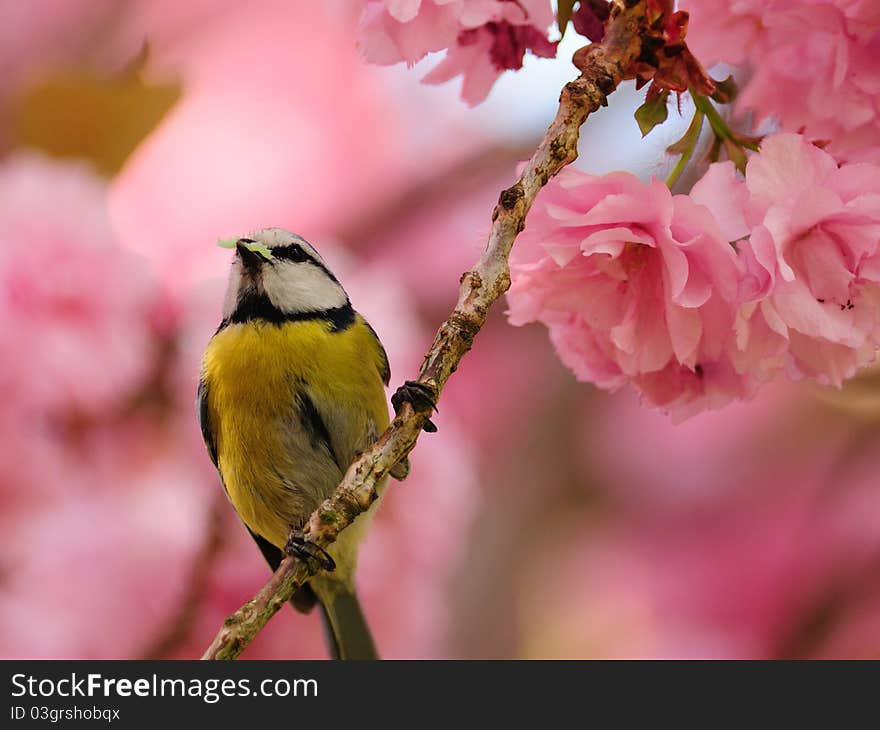 Blue Tit (Cyanistes Caeruleus)