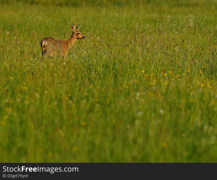 Roe Deer (Capreolus Capreolus)