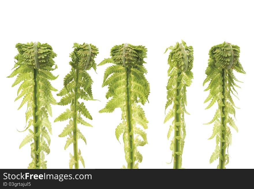 Wild young curled fern sprouts in a row, on a white background. Wild young curled fern sprouts in a row, on a white background.