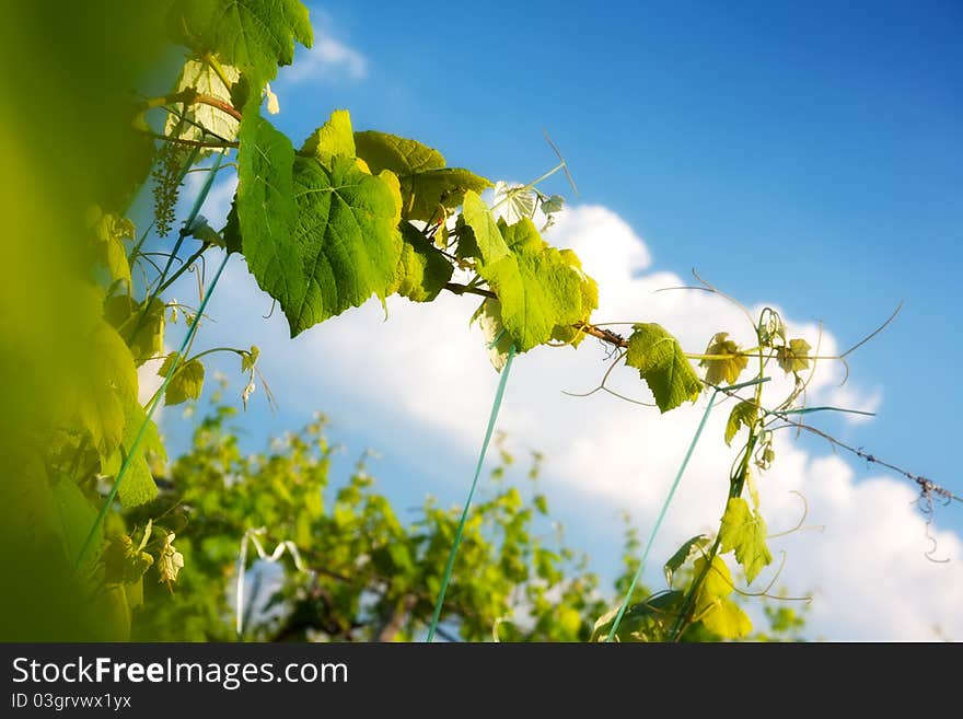 Grapevine Plant Close Up Above Blue Sky