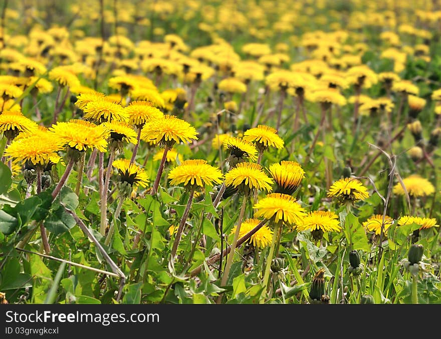 The field of dandelions.