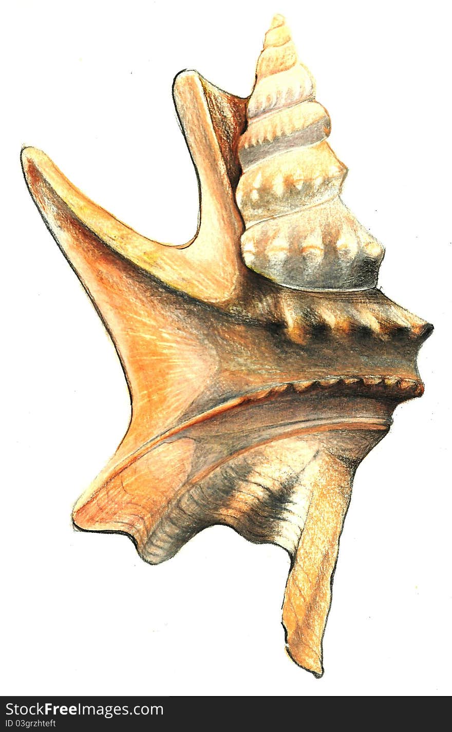 Shell Drawing Isolated