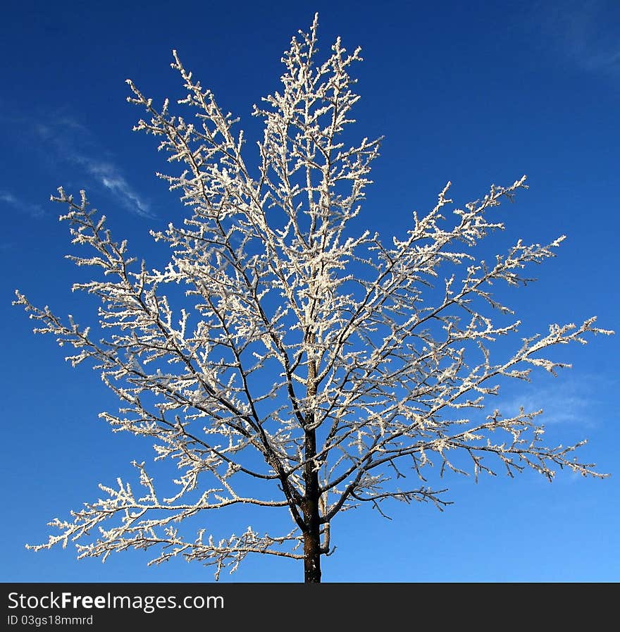 A snow-covered treetop before the blue sky. A snow-covered treetop before the blue sky