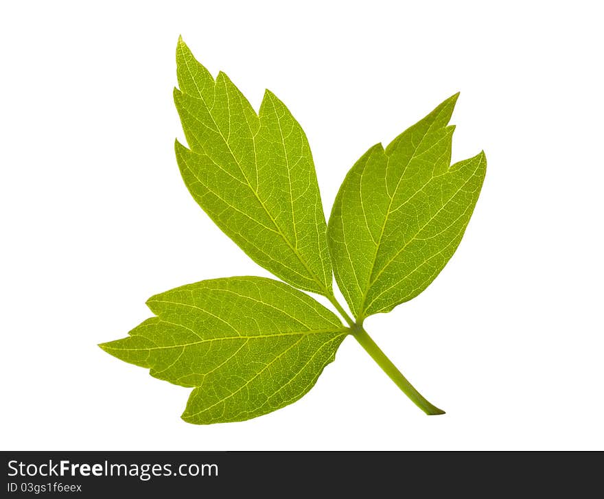 Close-up ash-leaved maple leaf, isolated on white