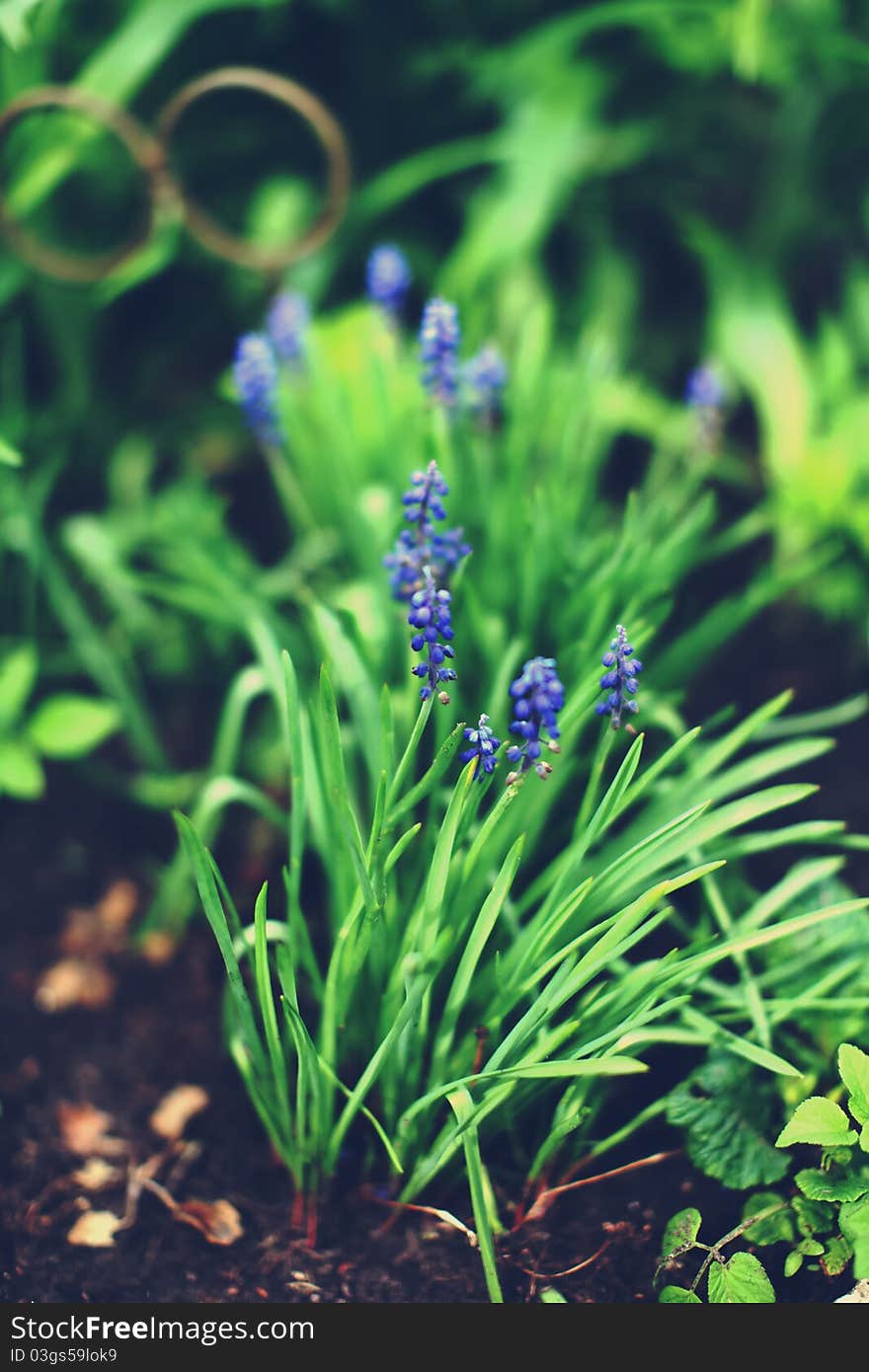 Hyacinth Muscari Flower