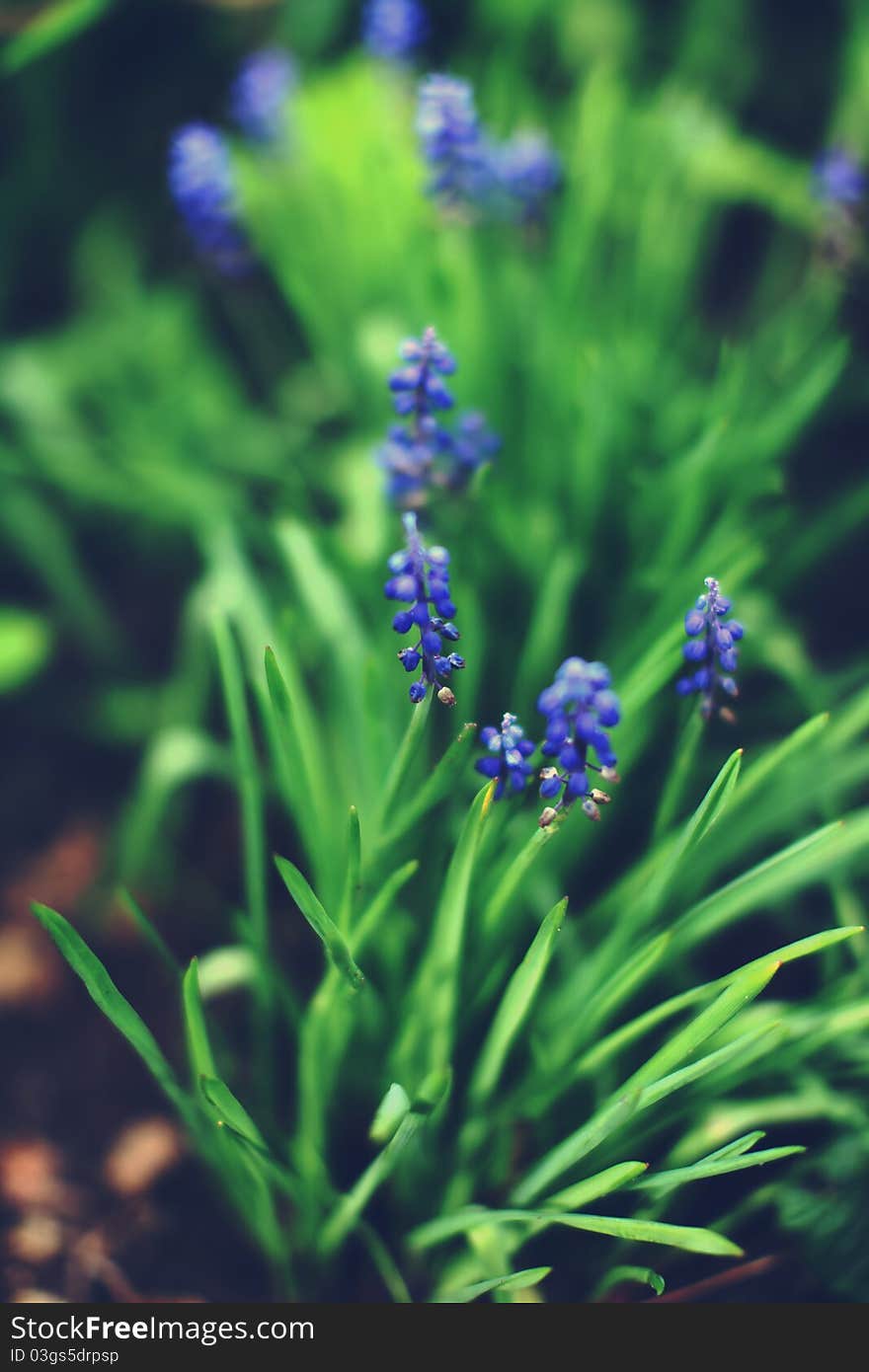 Hyacinth Muscari Flower