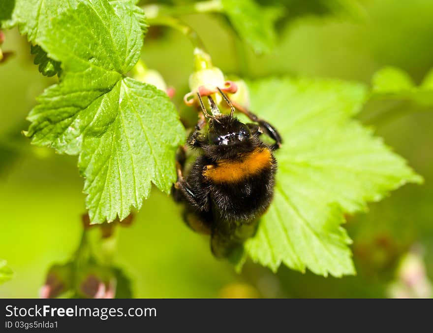 Bumblebee pollinating flowers