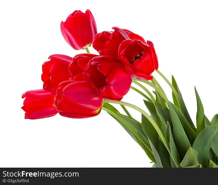 Red tulips bouquet