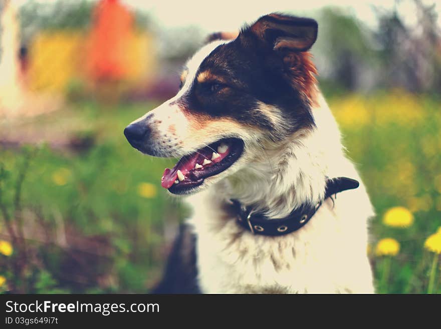 Beautiful portrait of a adorable dog in background of yellow dandelions. Beautiful portrait of a adorable dog in background of yellow dandelions