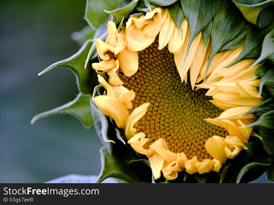 Sunflower