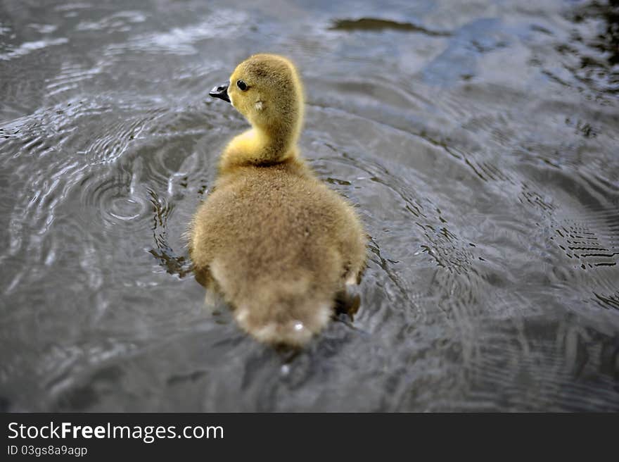 Close up photo of new born baby Canadian Goslings just a week old