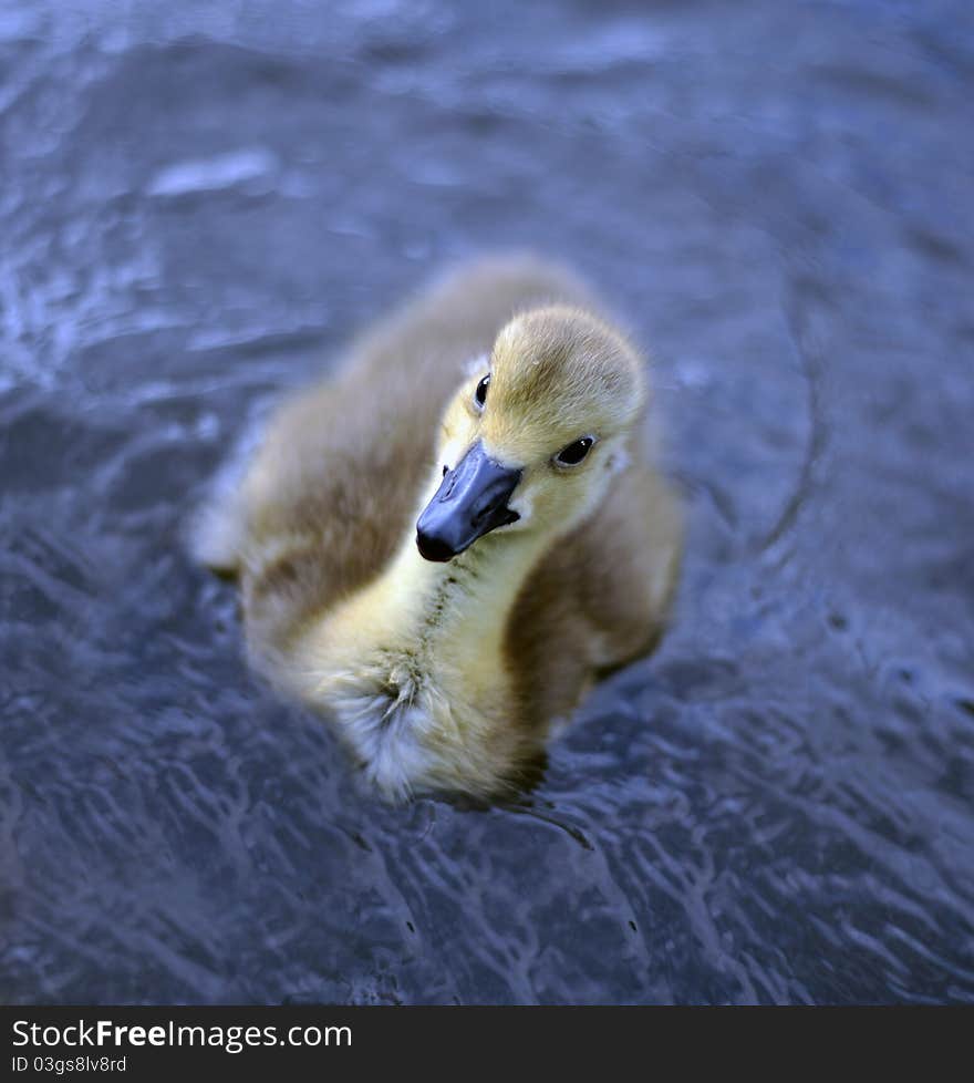 New Born Baby Canadian Goslings