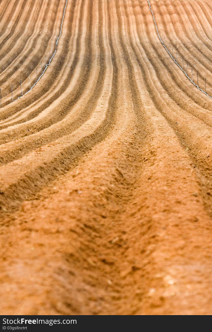 Lines of field. rural scenery