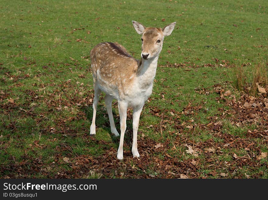 Deer Fawn