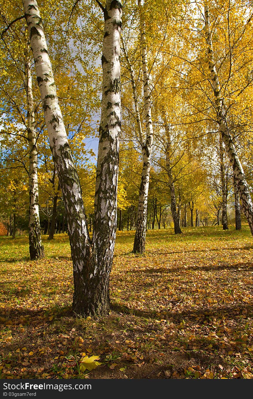 Beautiful birch grove in autumn