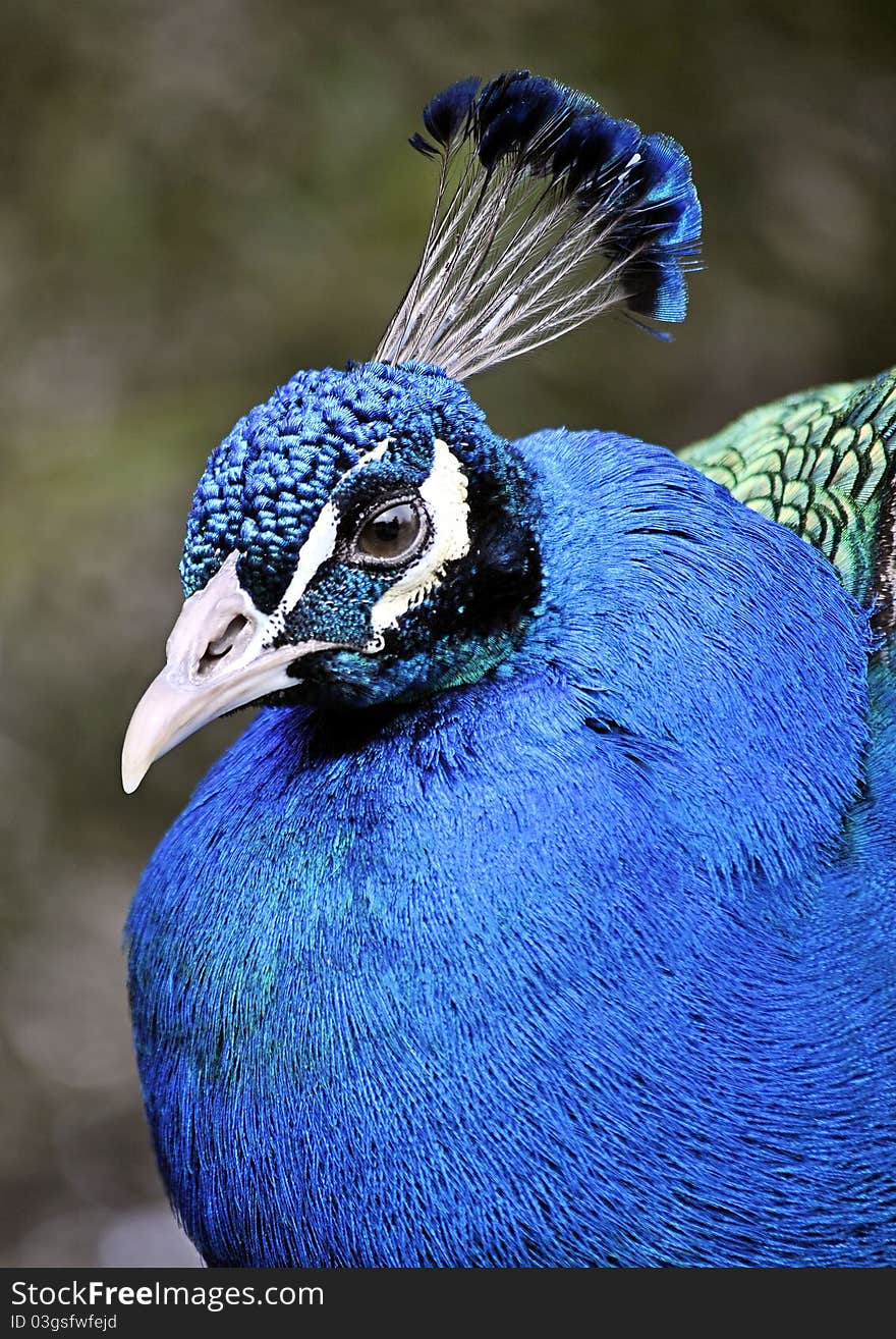 Peacock