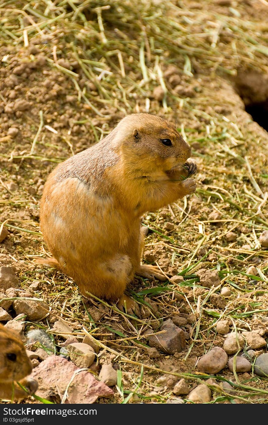 A Prairie Dog on a Dirt and Gravel Background. A Prairie Dog on a Dirt and Gravel Background