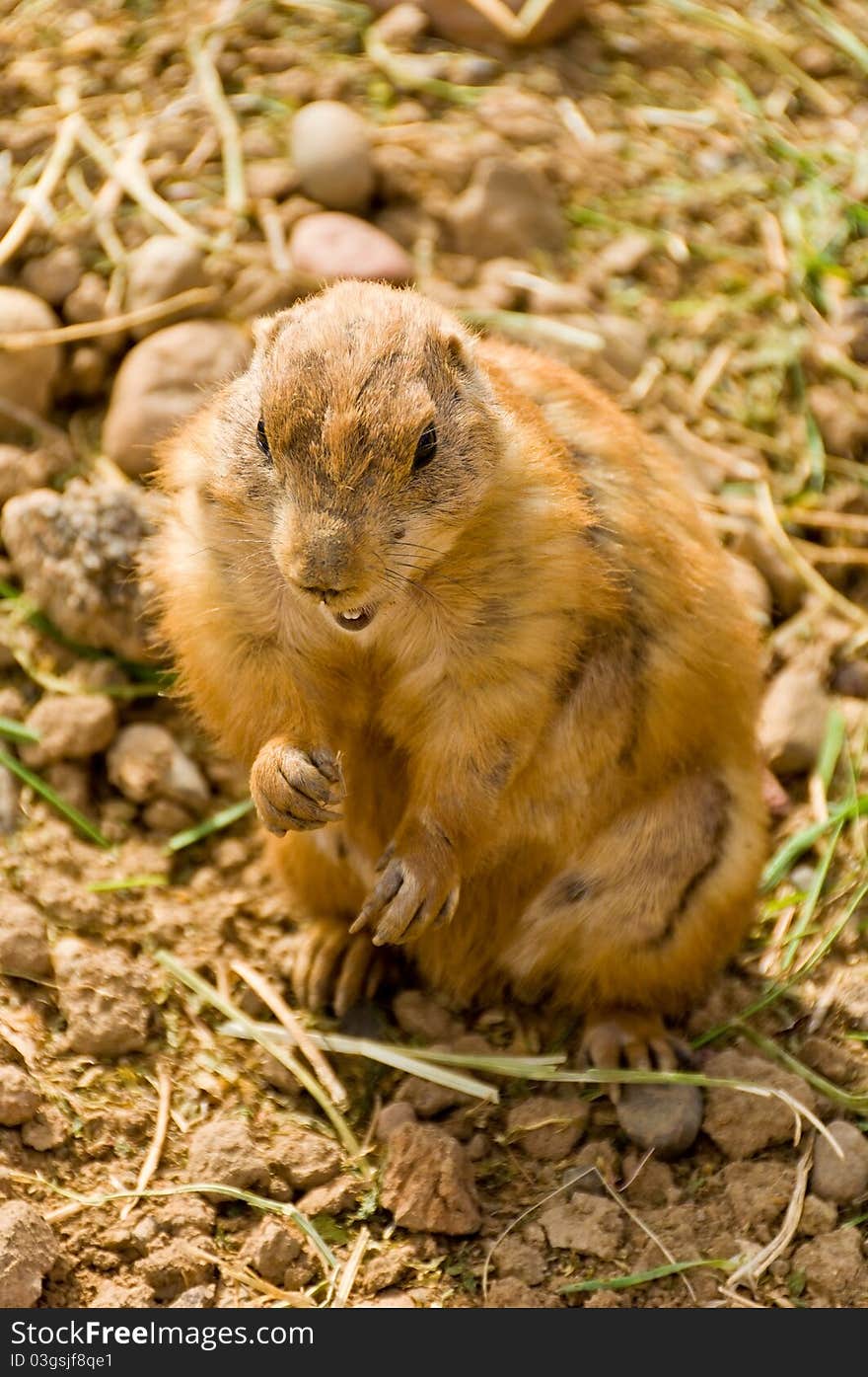 A Prairie Dog on a Dirt and Gravel Background. A Prairie Dog on a Dirt and Gravel Background