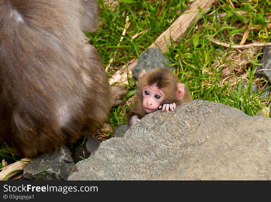 A baby Monkey cuddled up to a Rock