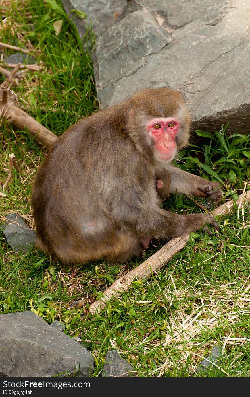 A Mother Monkey with a Baby in Front of Her