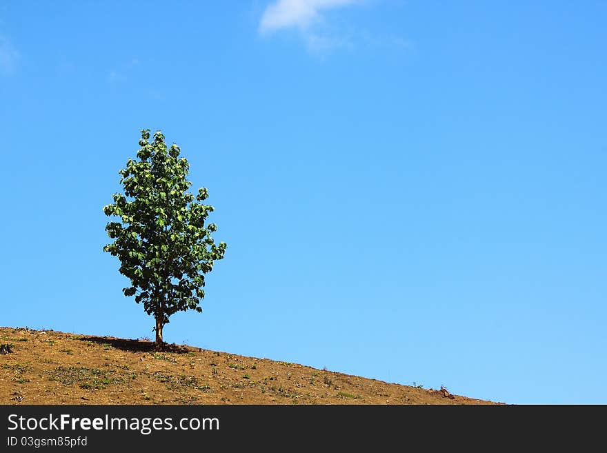 Alone in the dry land