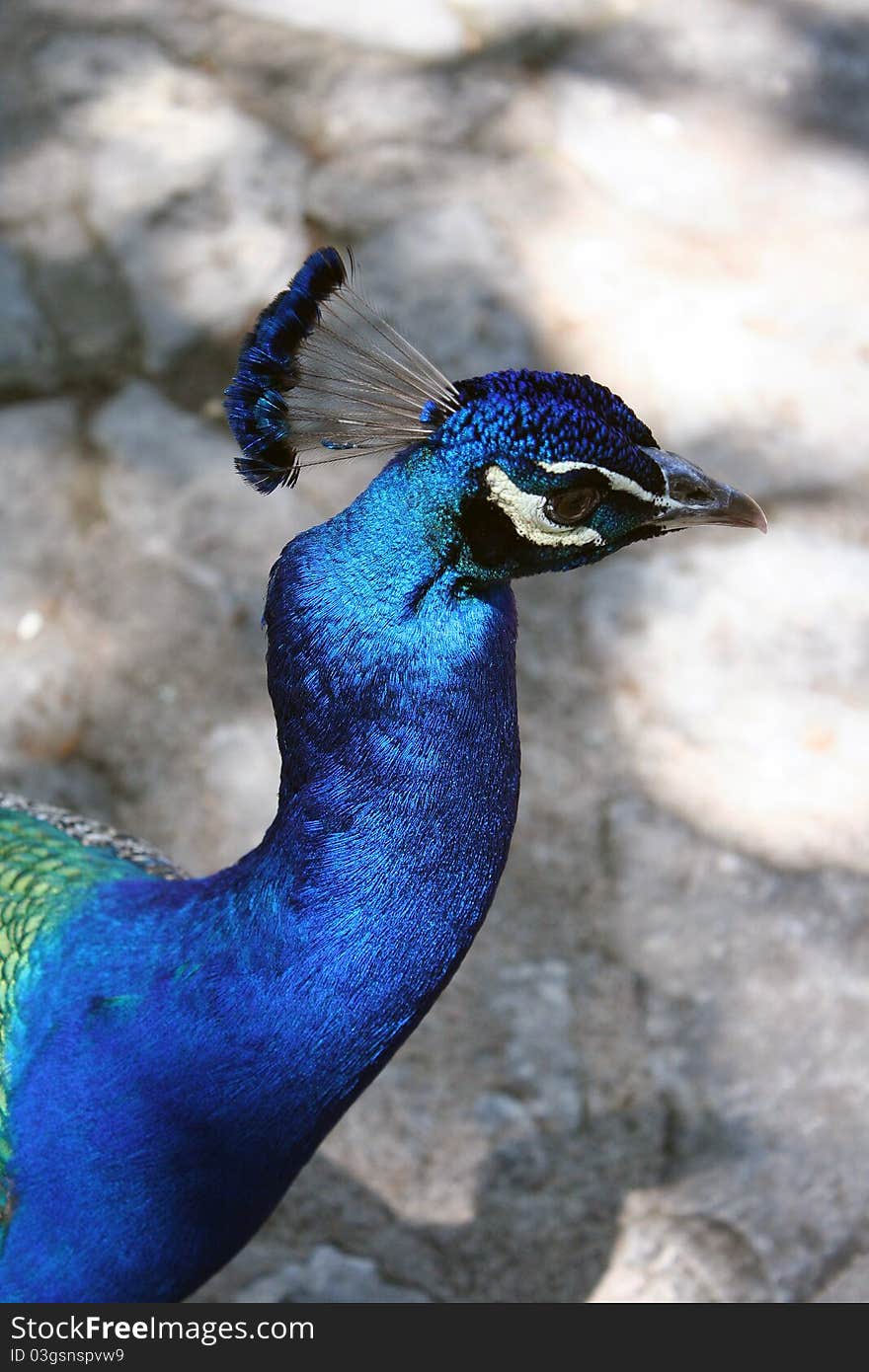 Taken at Laguna Gloria in Austin, TX.  These peacocks are free to roam and they offer great photo ops if you're able to get close enough. Taken at Laguna Gloria in Austin, TX.  These peacocks are free to roam and they offer great photo ops if you're able to get close enough.