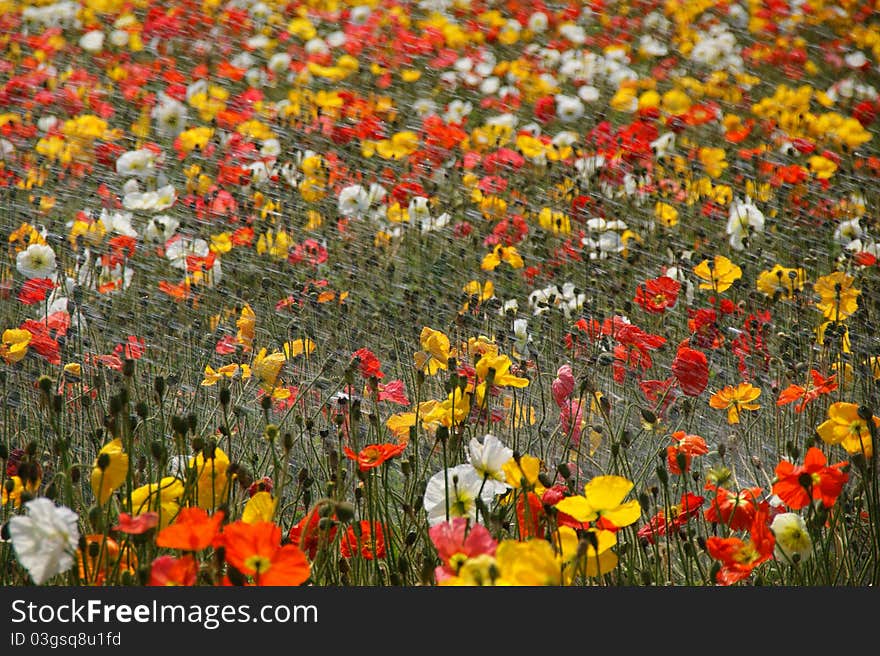 Poppy field