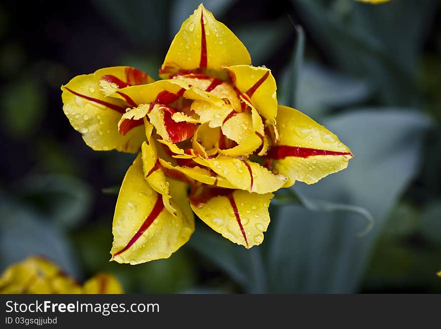 Drops of spring rain on the yellow tulips