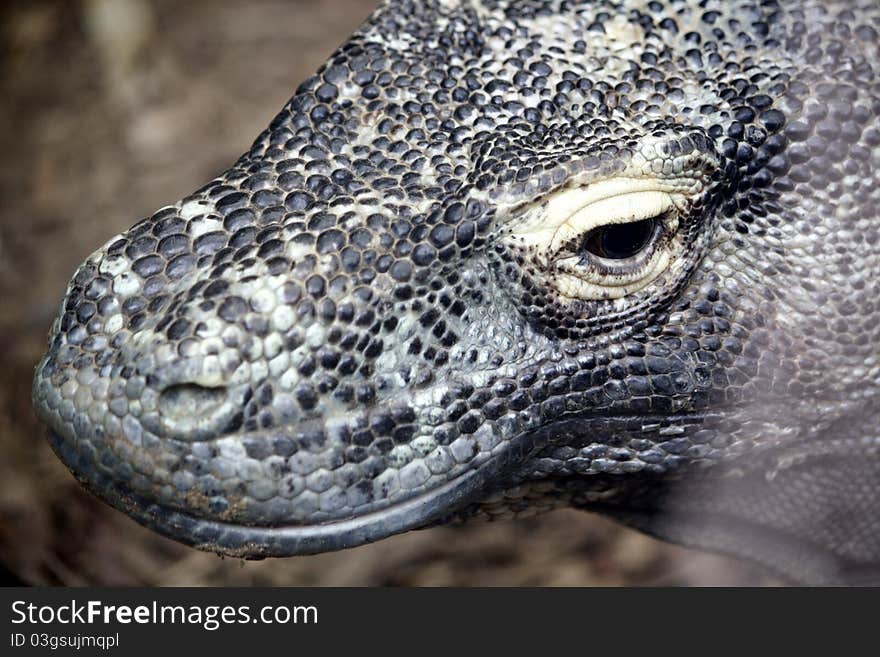 Close up of komodo dragon