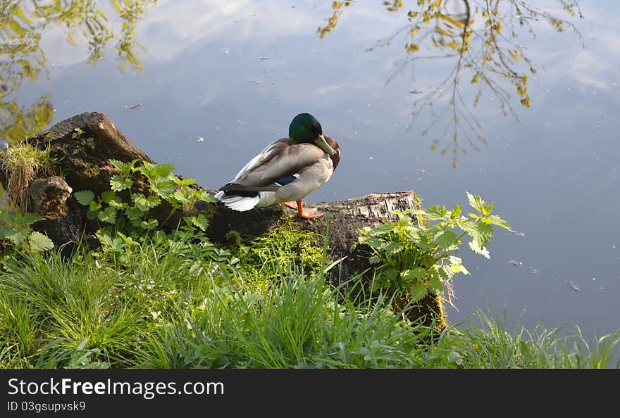 The duck has a rest on the bank of a pond sitting on an old snag.