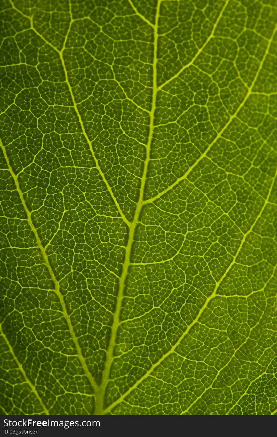 Green leaf background, macro shot