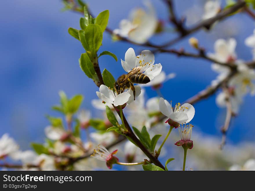 Honeybee Pollinating Flowers