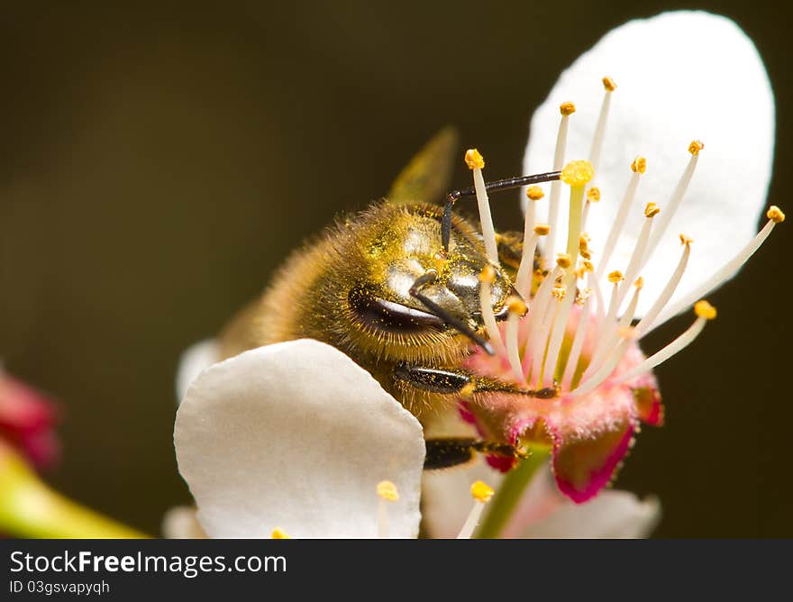 Honeybee pollinating flowers