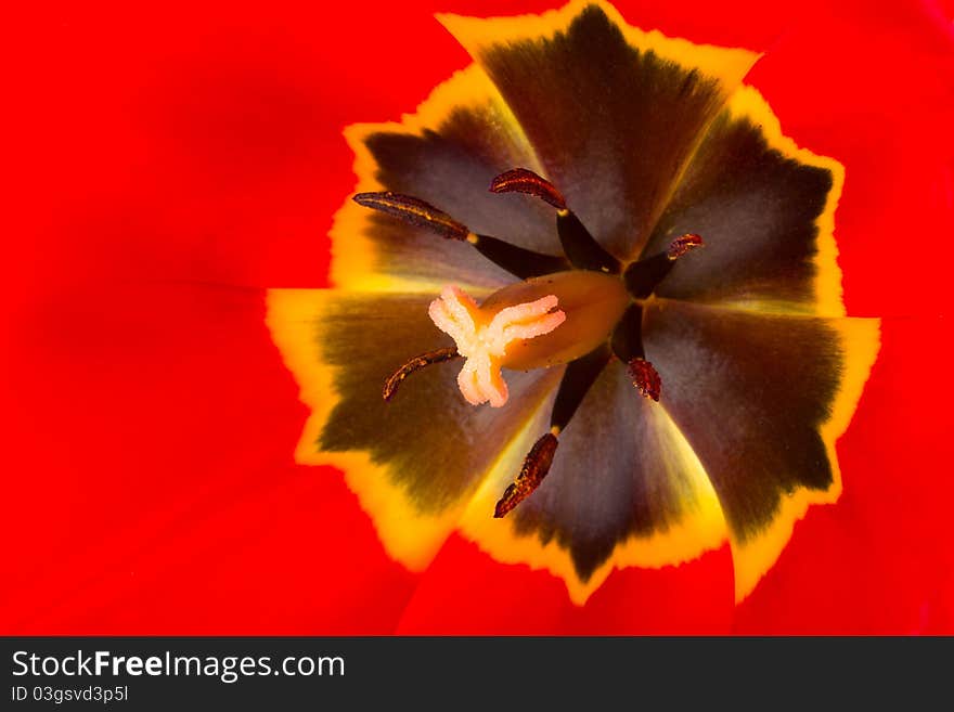 Macro shot of red tulip