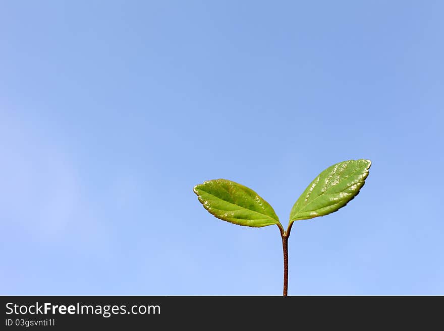 Green leaves and the blue sky