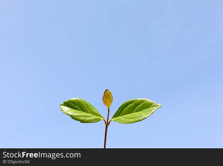 Green leaves against the clear blue sky. Green leaves against the clear blue sky