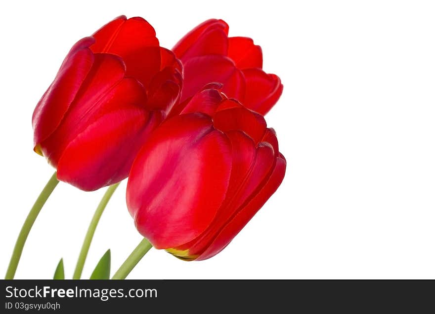 Close-up three red tulips, selected focus, isolated on white