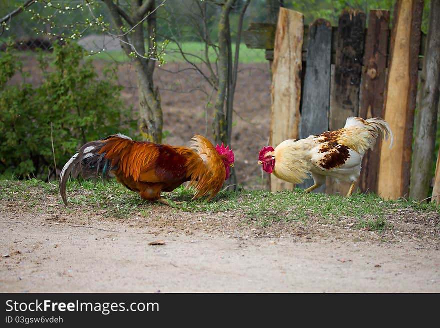 Two Cocks Before Fighting