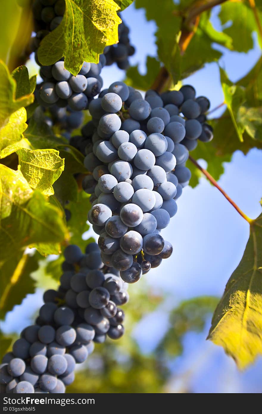 Grapes on the Vine / summer / farmland