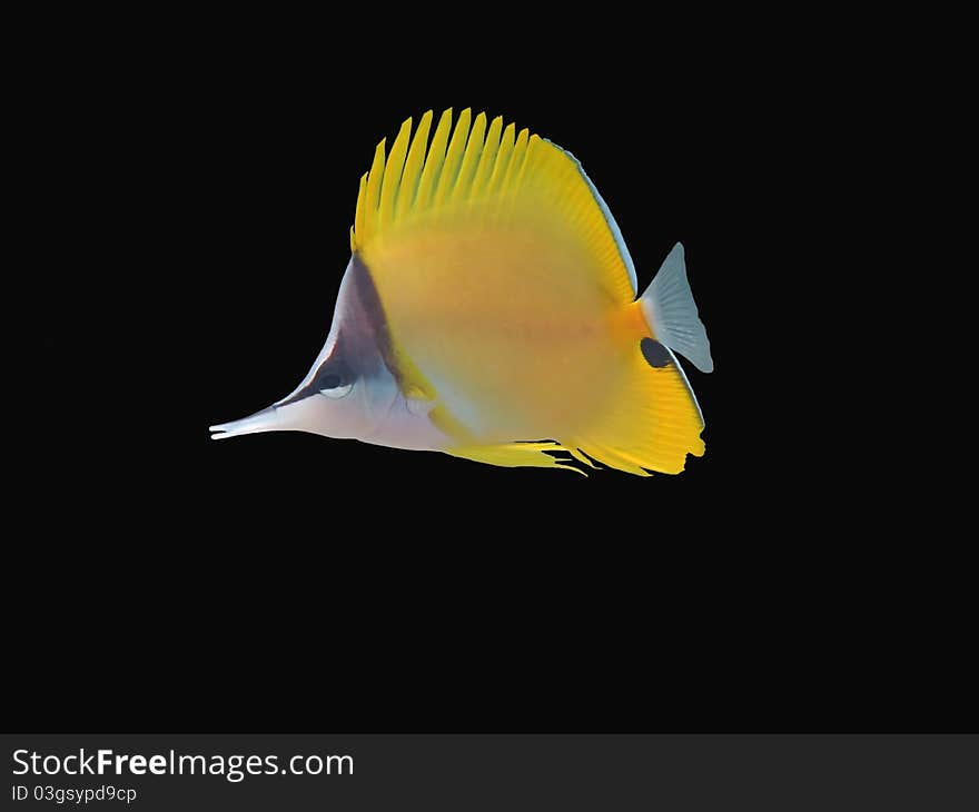 Longnose Butterflyfish isolated on black