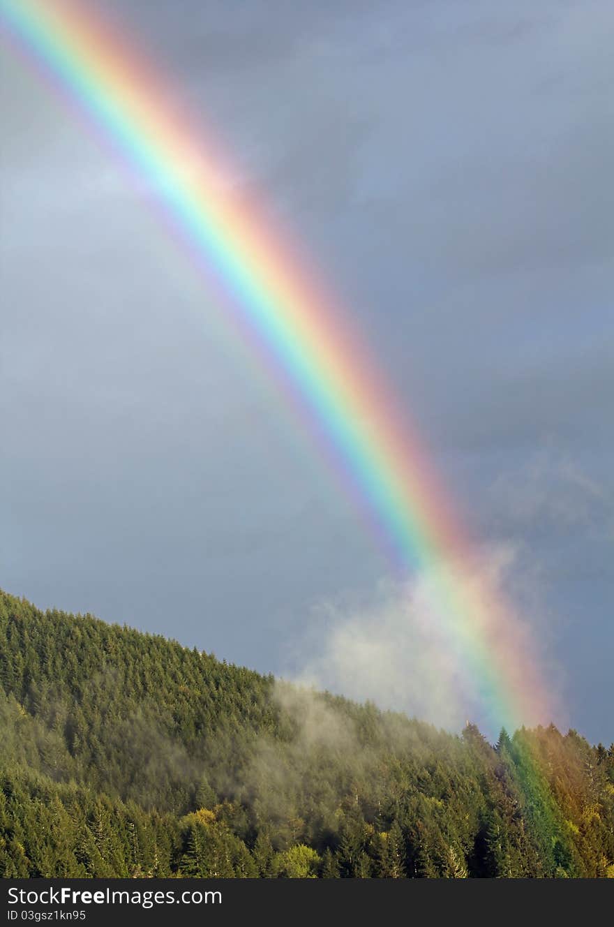 Vertical Rainbow Over Fir Trees Forest