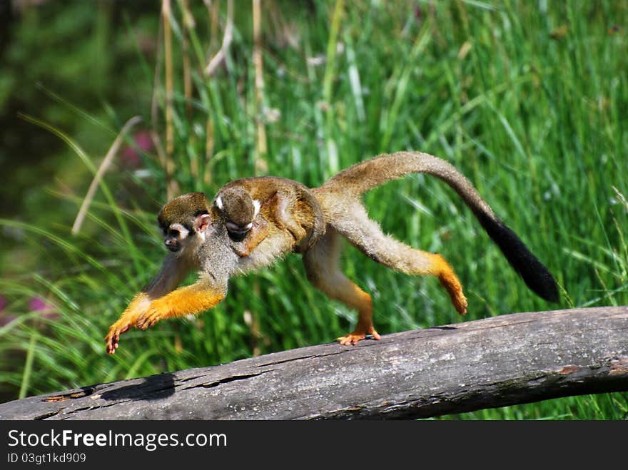 Common squirrel monkey with baby on her back