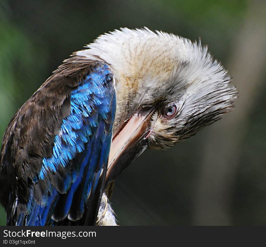 Blue-winged Kookaburra cleaning his feathers