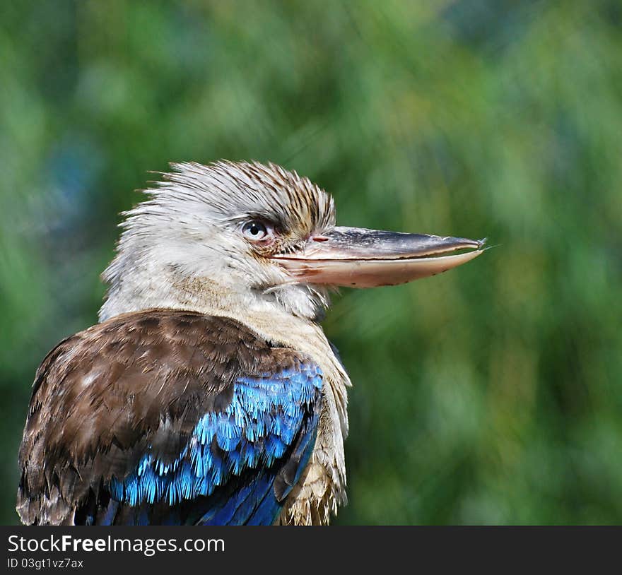 Blue-winged Kookaburra (Dacelo leachii) male in captivity