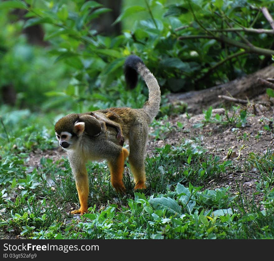 Common squirrel monkey with baby