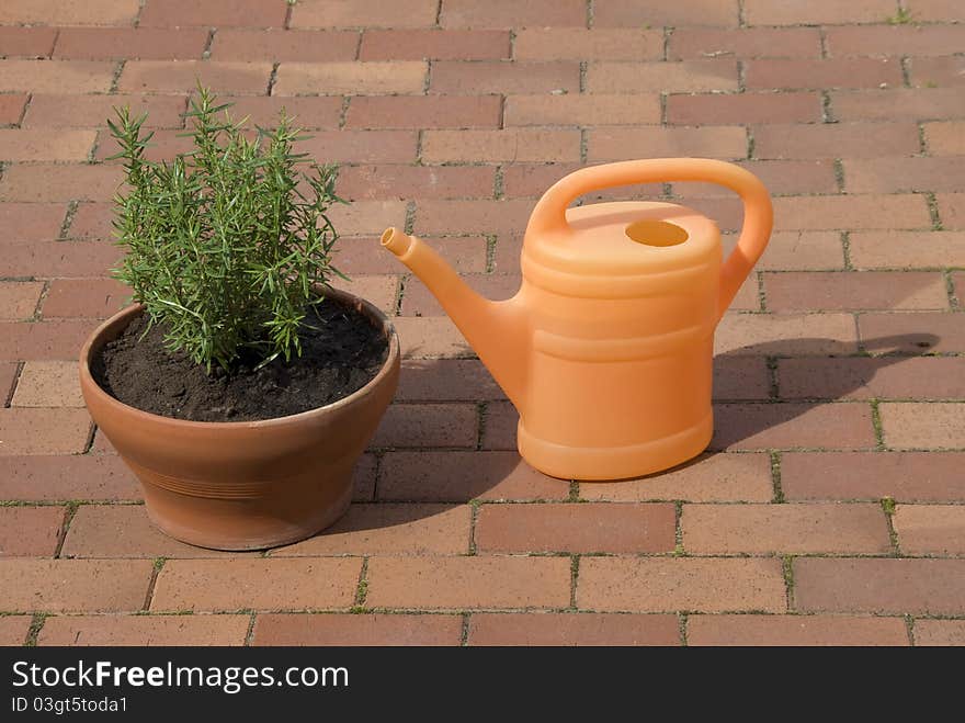 Orange watering can watering  green rosemary on terrace