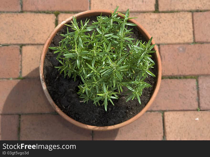 Rosemary Herb Planted in a Clay Pot on terrace